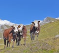 Three alpine brown and white cows in mountain pasture Royalty Free Stock Photo
