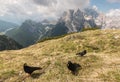 Three alpine choughs Royalty Free Stock Photo