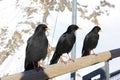 Three alpine choughs sitting on a wooden stick