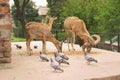 Three Alpine ibex eating food Royalty Free Stock Photo