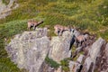 Three alpine ibex grazing on steep rocks Royalty Free Stock Photo