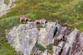 Three alpine ibex grazing on steep rocks Royalty Free Stock Photo