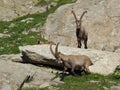 Three alpine ibex Royalty Free Stock Photo