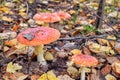 Three amanita in forest at autumn colorful leaves poison
