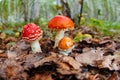 Three Amanita muscaria or fly agaric fungus in nature