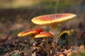 Three amanita muscaria