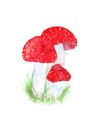 Three amanitas with bright red cups and white drops. Watercolor illustration on white background. Toxic mushrooms