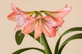 Three Amaryllis (Hipperastrum) flowers