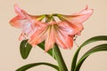 Three Amaryllis (Hipperastrum) flowers Royalty Free Stock Photo