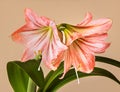Three Amaryllis (Hipperastrum) flowers Royalty Free Stock Photo