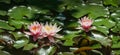 Three amazing bright pink water lilies or lotus flowers Marliacea Rosea in old pond. Nympheas with dark leaves.