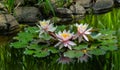 Three amazing bright pink water lilies or lotus flowers Marliacea Rosea in old pond