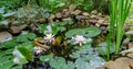 Three amazing bright water lilies or lotus flowers Marliacea Rosea in garden pond with stones on shore Royalty Free Stock Photo