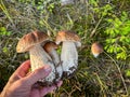 Three amazing cep mushroom in hand