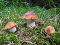 Three amazing edible mushrooms boletus edulis known as porcini in summer forest Royalty Free Stock Photo