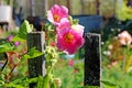 Three amazing gentle pink flowers between two wooden elements of a paling fence