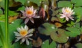 Three amazing pink and white water lilies or lotus flowers Marliacea Rosea in old pond. Nympheas are bloom among leaves Royalty Free Stock Photo