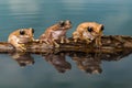Three Amazon milk frogs on a log Royalty Free Stock Photo