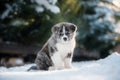 Three American Akita puppies posing in a snow in winter forest