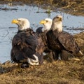 three American Bald EAgles Royalty Free Stock Photo