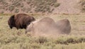 Three American Bison Buffalo bulls fighting in Hayden Valley in Yellowstone National Park United States Royalty Free Stock Photo