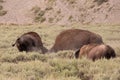 Three American Bison Buffalo bulls fighting in Hayden Valley in Yellowstone National Park United States Royalty Free Stock Photo