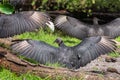 American black vultures Coragyps atratus sunning - Florida, USA Royalty Free Stock Photo