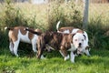 Three American Bulldog puppies dogs are playing