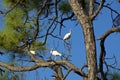 Three American White Ibis in Pine Tree