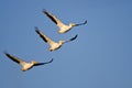 Three American White Pelicans Flying in a Blue Sky Royalty Free Stock Photo