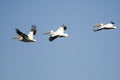 Three American White Pelicans Flying in a Blue Sky Royalty Free Stock Photo