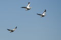 Three American White Pelicans Flying in a Blue Sky Royalty Free Stock Photo