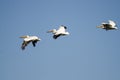 Three American White Pelicans Flying in a Blue Sky