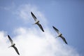 Three American White Pelicans Flying in Formation Royalty Free Stock Photo