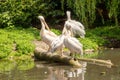 American white pelicans, Pelecanus erythrorhynchos, is a large aquatic soaring bird from the order Pelecaniformes Royalty Free Stock Photo