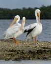 Three American White Pelicans Pelecanus erythrorhynchos Royalty Free Stock Photo
