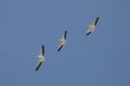 Three American White Pelicans Soaring Overhead Royalty Free Stock Photo