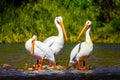 White Pelicans, bird