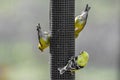 Three american yellow finch Royalty Free Stock Photo