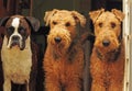 The three amigos-different breed dogs,best friends Royalty Free Stock Photo