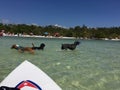 Three Amigos Dogs at Play at Dog Beach with Paddle Board