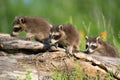 Three amigos in search of trouble Royalty Free Stock Photo