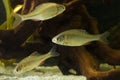 Three Amur Bitterling, Rhodeus sericeus, fresh water fish Royalty Free Stock Photo