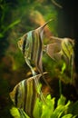 Three angel fish swimming slowly