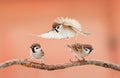 Three angry birds arguing on a branch in Sunny day