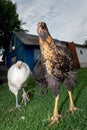 Three angry chickens brown, black and white walking in the village yard Royalty Free Stock Photo