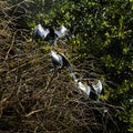 Three Anhingas in a Winter Cypress Tree Royalty Free Stock Photo