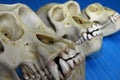 Three animal skulls