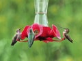 Three Anna Hummingbird feeding from the feeder Royalty Free Stock Photo
