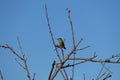 California Wildlife Series - Anna's Hummingbird - Calypte Anna